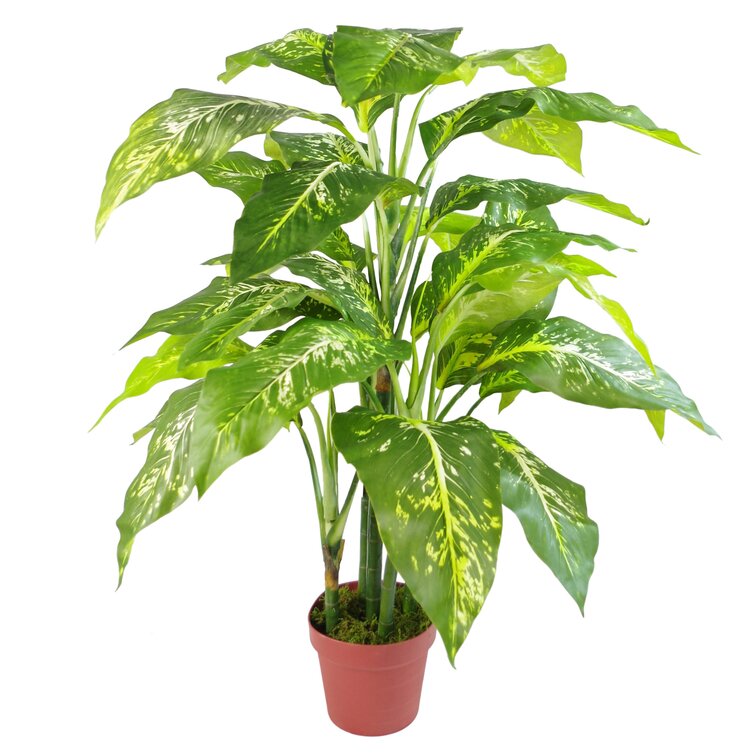 The Seasonal Aisle Elephant Ear Plant & Reviews | Wayfair.co.uk